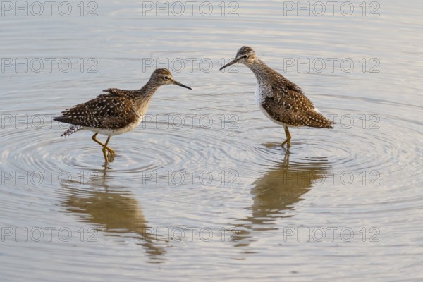 Wood Sandpiper (Tringa glareola), Mallorca, Spain