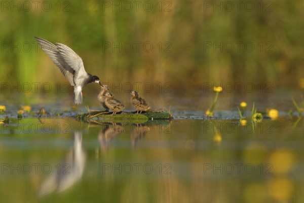 Black Tern (Chlidonias niger) feeding of juvenile, Netherlands