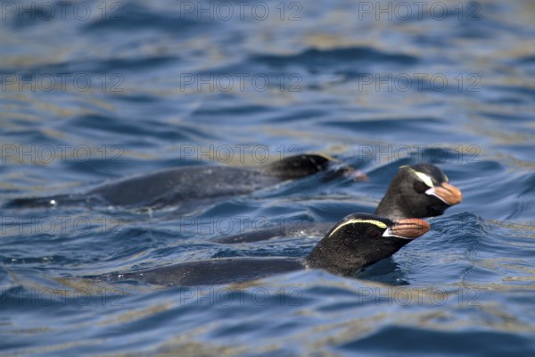 Erect-crested Penguin (Eudyptes sclateri), Antipodes Island, New Zealand