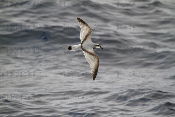 Broad-billed Prion (Pachyptila vittata) flying, South Pacific Ocean, New Zealand