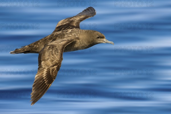 Sooty Shearwater (Ardenna grisea) flying, Eilat, Israel