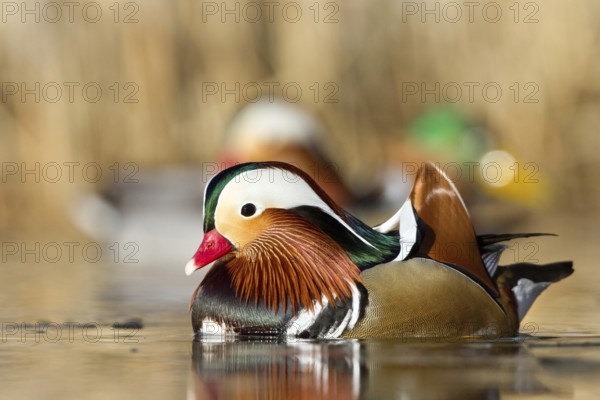 Mandarin Duck (Aix galericulata) male, St. Gallen, Switzerland