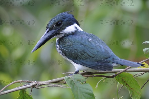 Amazon Kingfisher (Chloroceryle amazona), Pantanal, Brazil