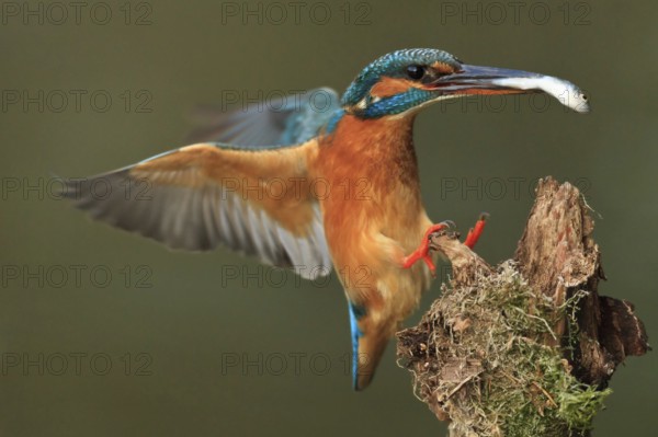 Common Kingfisher (Alcedo atthis) female flying, Bavaria, Germany