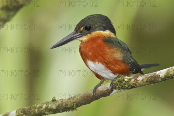 American Pygmy Kingfisher (Chloroceryle aenea), Ecuador