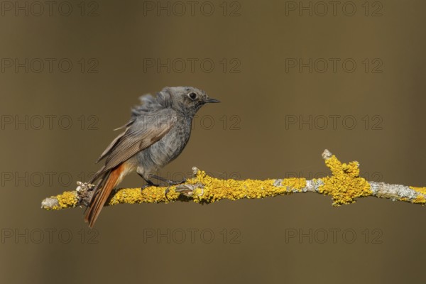 Black Redstart (Phoenicurus ochruros) male, Poland