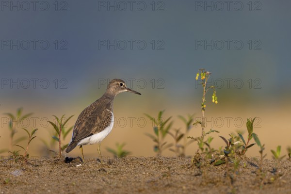 Common Sandpiper (Actitis hypoleucos), North Rhine-Westphalia, Germany