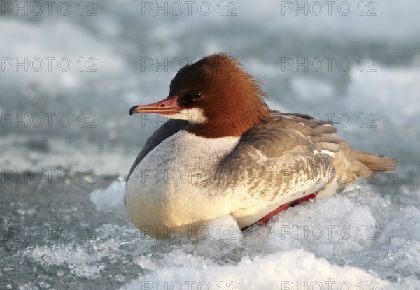 Common Merganser (Mergus merganser) female, Mecklenburg-Western Pomerania, Germany