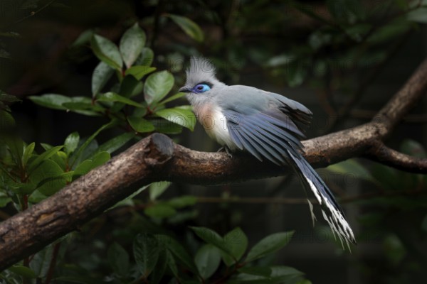 Crested Couna, Coua cristata, rare grey and blue bird with crest, in nature habitat. Couca sitting on the branch, Madagascar. Birdwatching in Africa. Bird hidden green vegetation. Bird from Madagascar