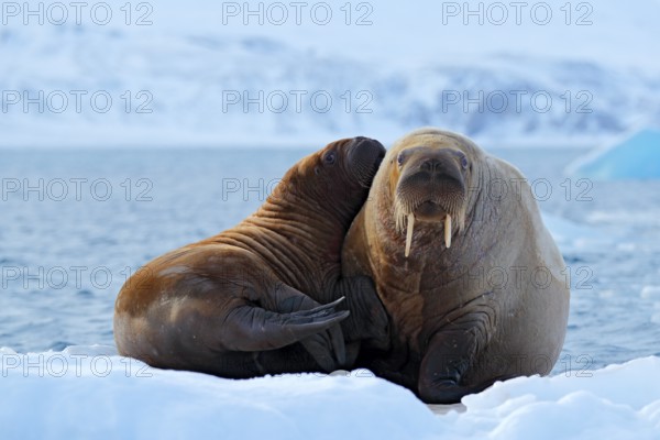 Mother with cub. Young walrus with female. Winter Arctic landscape with big animal. Family on cold ice. Walrus, Odobenus rosmarus, stick out from blue water on white ice with snow, Svalbard, Norway