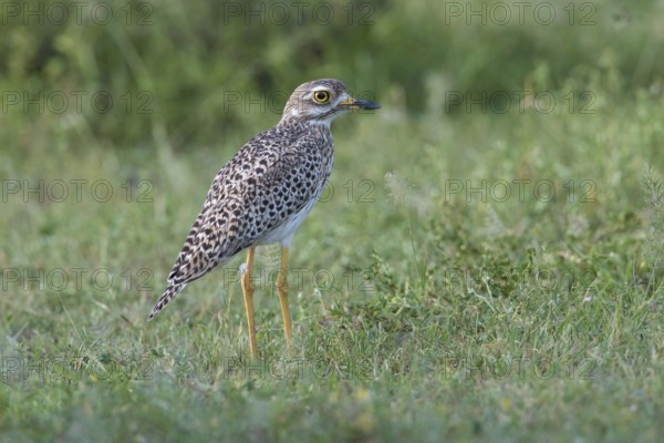 Kaptriel (Burhinus capensis), Spekes Bay, Tanzania