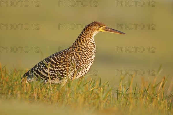 Bird in grass. Evening sun, Rufescent Tiger-Heron, Tigrisoma lineatum, motteled bird with evening back light, in the nature habitat, Pantanal, Brazil