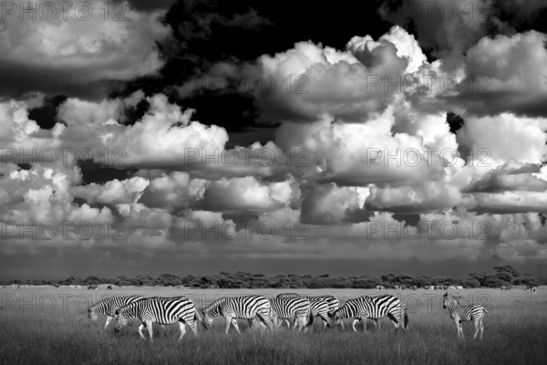 Zebra with blue storm sky. Burchell's zebra, Equus quagga burchellii, Nxai Pan National Park, Botswana, Africa. Wild animal on the green meadow. Wildlife nature, African safari