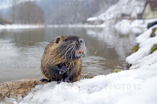 Nutria, wide angle with habitat. Nutria, Myocastor coypus, winter mouse with big tooth in the snow, near the river. Nutria with snow during winter. Mouse with open muzzle. Wildlife scene from nature