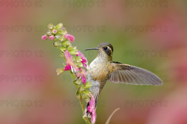 Hummingbird drinking nectar from pink flower. Hummingbird sucking nectar. Feeding scene with Speckled Hummingbird. Bird from Ecuador tropic forest. Exotic bird with flower in the forest. Wildlife