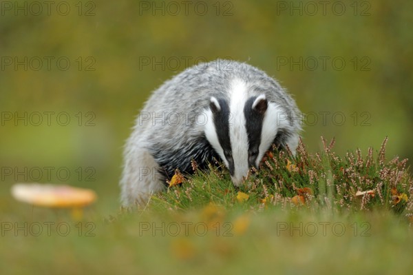 Badger, Meles meles, animal in wood. European badger, autumn pine green forest. Wild Mammal environment, rainy day. Badger in forest, animal nature habitat, Germany, Europe. Wildlife behaviour scene