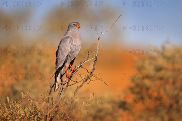Pale chanting goshawk, Melierax canorus, bird of prey from Kalahari desert hunting rodents. Colorful raptor, blue-grey bird with orange legs and beak, Kgalagadi, Africa. Wild Hawk on the tree