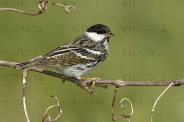 Blackpoll Warbler (Setophaga striata), Texas, USA