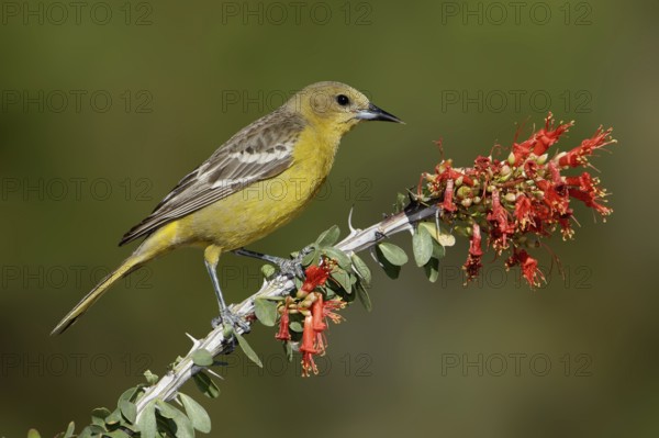 Scott's Oriole (Icterus parisorum) female, Arizona, USA