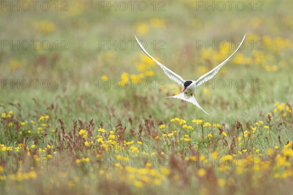 Arctic Tern (Sterna paradisaea) flying over blooming meadow, Iceland