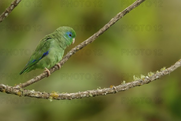 Spectacled Parrotlet (Forpus conspicillatus) perched on a branch in the Andes mountains in Colombia