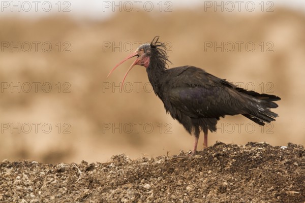 Northern Bald Ibis (Geronticus eremita), Morocco