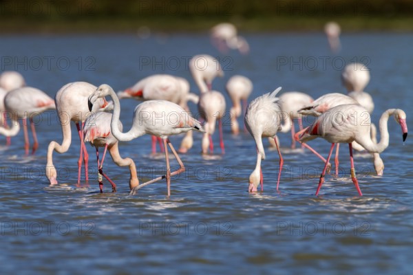 Greater Flamingo (Phoenicopterus roseus), Castile-La Mancha, Spain