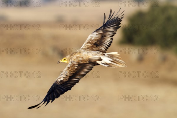 Egyptian Vulture (Neophron percnopterus) flying, Castile-La Mancha, Spain