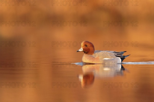 Eurasian Wigeon (Mareca penelope) male, Utrecht, Netherlands