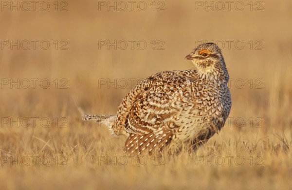 Sharp-tailed Grouse (Tympanuchus phasianellus) female, Saskatchewan, Canada