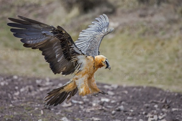 Bearded Vulture (Gypaetus barbatus) flying, Catalonia, Spain