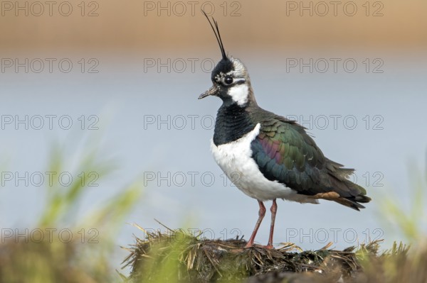 Northern Lapwing (Vanellus vanellus), Saxony-Anhalt, Germany