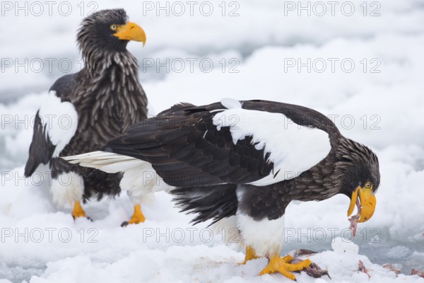 Steller's Sea Eagle (Haliaeetus pelagicus) on snow, Hokkaido, Japan