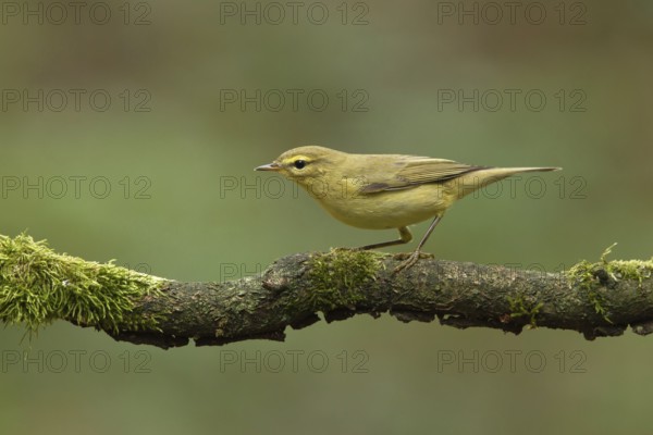 Willow Warbler (Phylloscopus trochilus), Utrecht, Netherlands