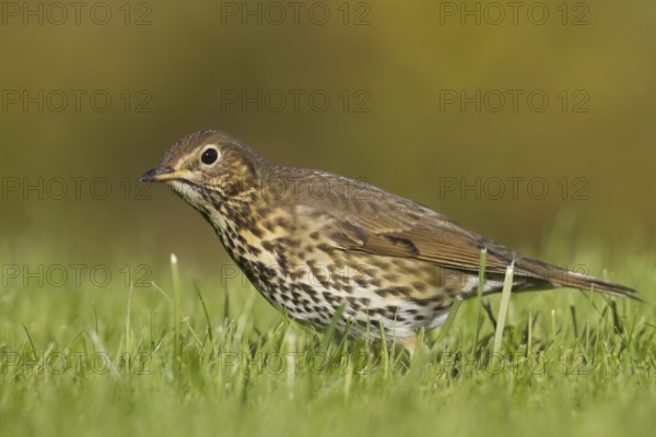 Song Thrush (Turdus philomelos), Schleswig-Holstein, Germany