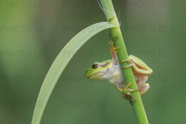 European Tree Frog (Hyla arborea) perchend on reed, North Rhine-Westphalia, Germany