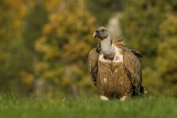 Griffon Vulture (Gyps fulvus), Castile and Leon, Spain