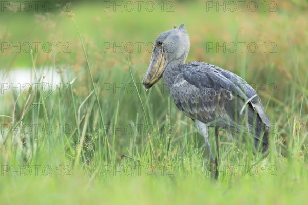 Shoebill (Balaeniceps rex), Murchinson Falls National Park, Uganda