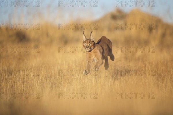 Caracal (Caracal caracal) running adult in meadow, Castile-La Mancha, Spain