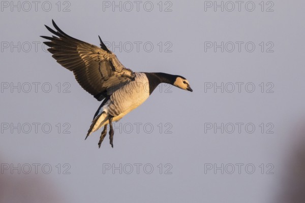 Barnacle Goose (Branta leucopsis) landing, North Rhine-Westphalia, Germany