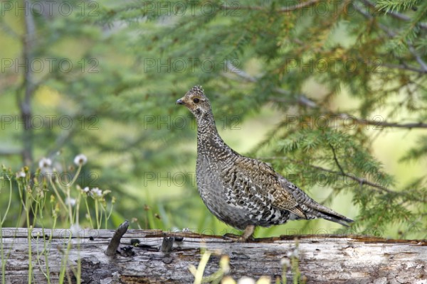 Dusky Grouse Dendragapus obscurus Hannigans Meadow, White mountains, Arizona, United States 27 June Adult Female Phasianidae