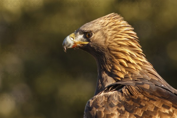 Golden Eagle (Aquila chrysaetos) adult male portrait, Castile and Leon, Spain