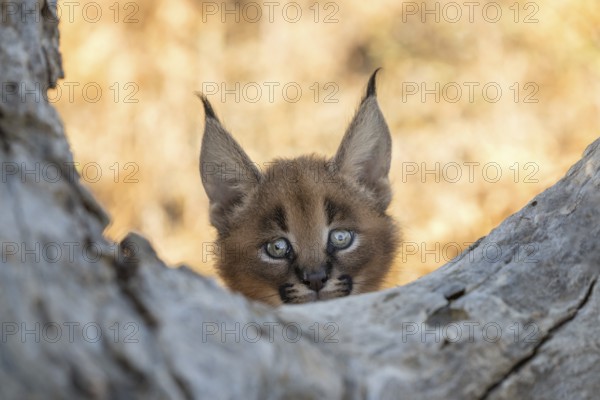 Caracal (Caracal caracal) cub portrait, Castile-La Mancha, Spain