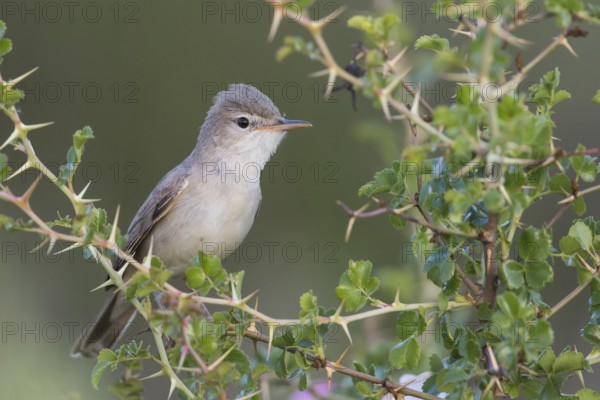 Uppchers Warbler - Dornspötter - Hippolais languida, Kyrgyzstan