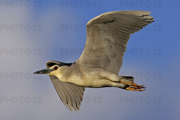 Black-crowned Night Heron (Nycticorax nycticorax) flying, Mallorca, Spain