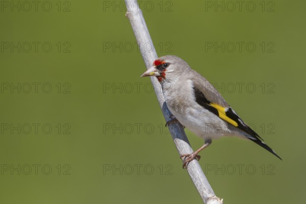 Grey-headed Goldfinch - Stieglitz - Carduelis carduelis ssp. caniceps, Kazakhstan, adult