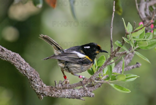 Stitchbird (Notiomystis cincta), North Island, New Zealand