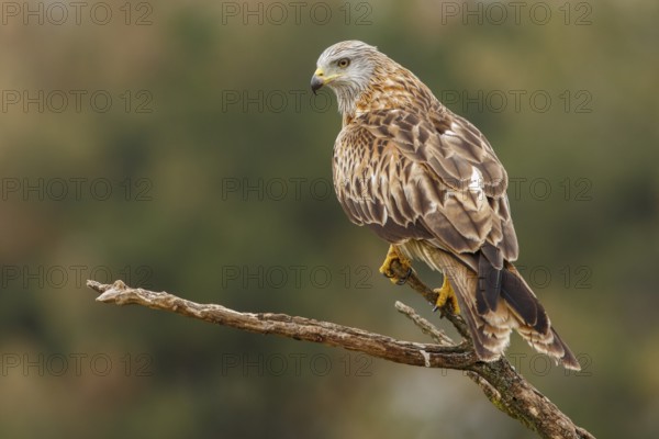 Red Kite (Milvus milvus), perched on a branch, Castile and Leon, Spain