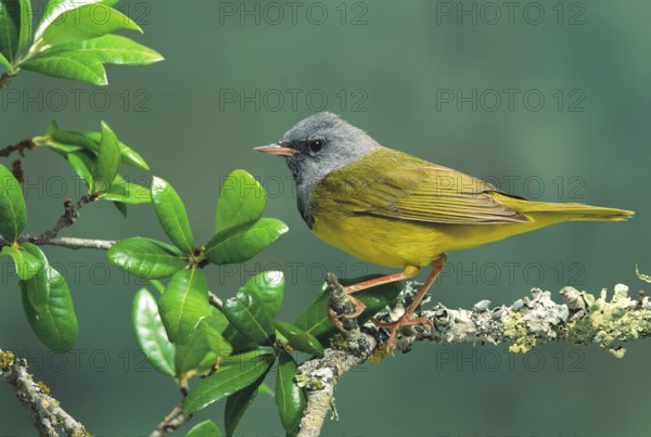 Mourning Warbler Oporornis philadelphia Austin, TEXAS, United States May Adult Male Parulidae TEMPORARY CAPTIVE