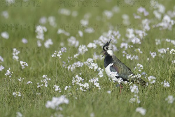 Northern Lapwing (Vanellus vanellus), North Rhine-Westphalia, Germany